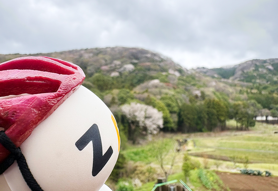 山桜絶景,桜川,高峯,林道平沢線,見晴らしデッキ