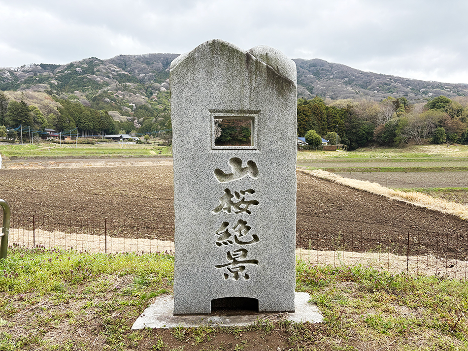 山桜絶景,桜川,高峯,林道平沢線