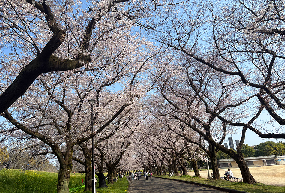 川越水上公園の桜,花見,ソメイヨシノ