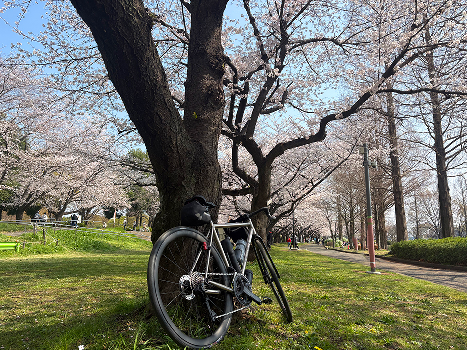 川越水上公園の桜,花見,ソメイヨシノ