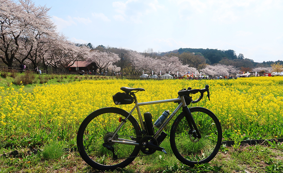 巾着田,桜,菜の花,桜祭り