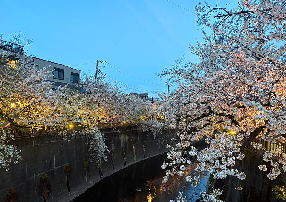 石神井川の桜