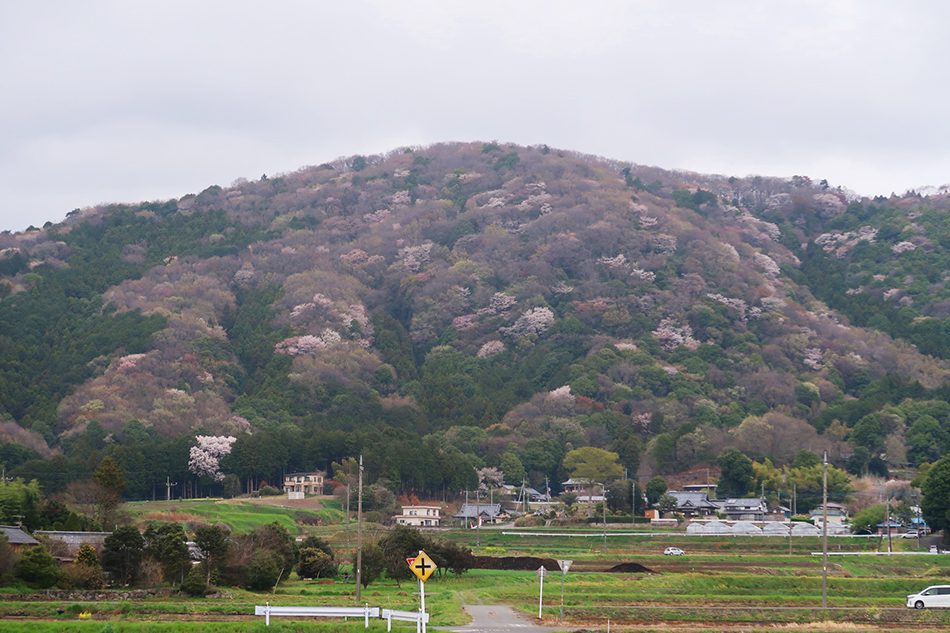 山桜絶景,桜川,高峯,林道平沢線