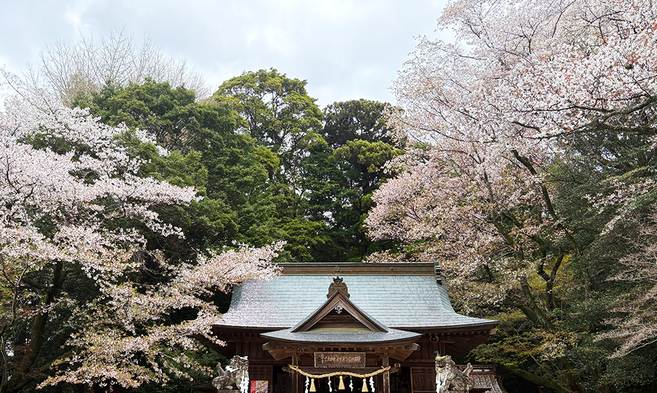 櫻川磯部稲村神社,桜,西の吉野東の桜川