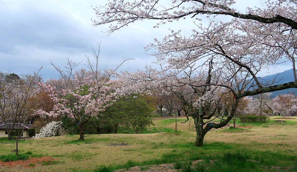 磯部桜川公園,桜,西の吉野東の桜川
