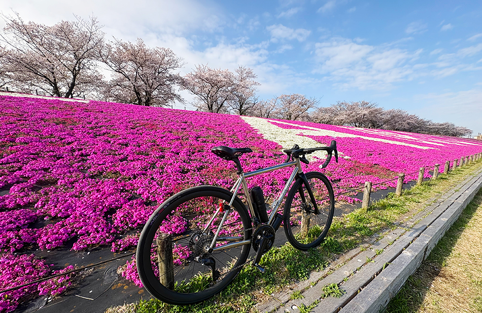 荒川サイクリングロード、岩淵水門の芝桜(シバザクラ)と土手の桜(ソメイヨシノ)、ロードバイク・エンメアッカ