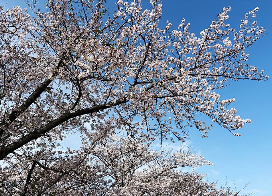荒川サイクリングロード、岩淵水門の芝桜(シバザクラ)と土手の桜(ソメイヨシノ)
