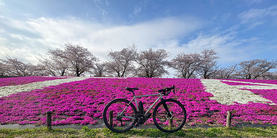 荒川サイクリングロード、岩淵水門の芝桜(シバザクラ)と土手の桜(ソメイヨシノ)、ロードバイク・エンメアッカ
