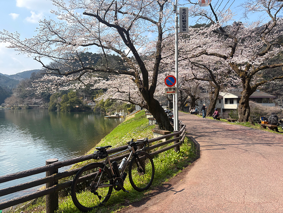鎌北湖の桜,ソメイヨシノ