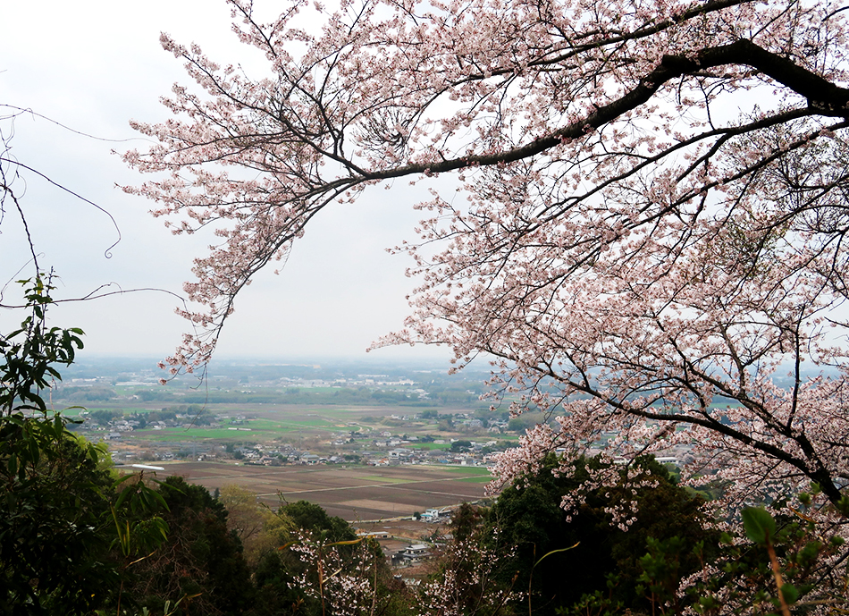 雨引観音,桜