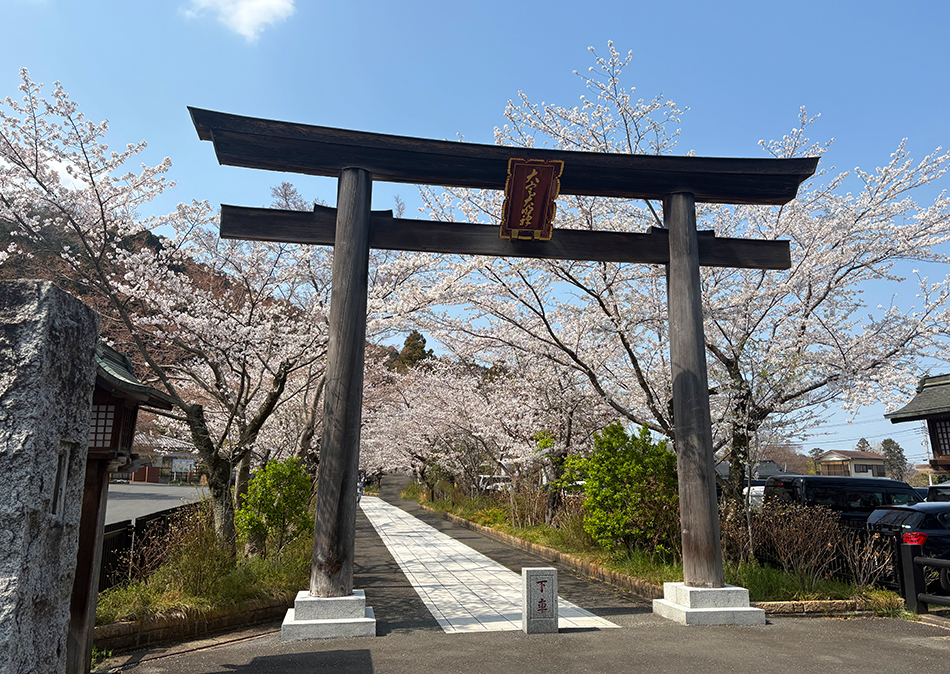 高麗神社の桜