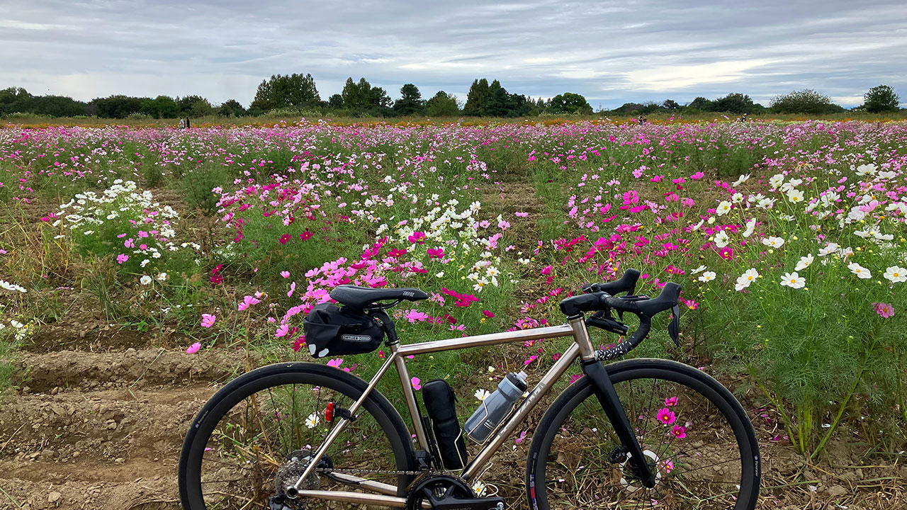 鴻巣コスモスフェスティバル