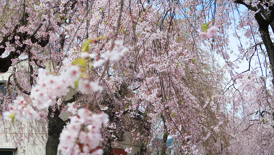日中線しだれ桜,喜多方