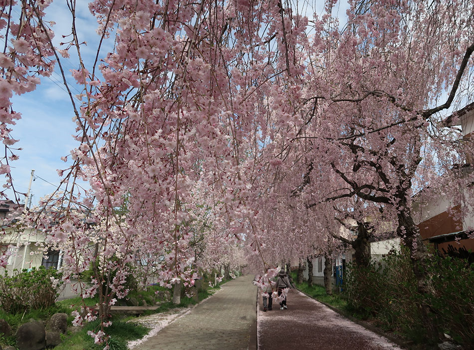 日中線しだれ桜,喜多方
