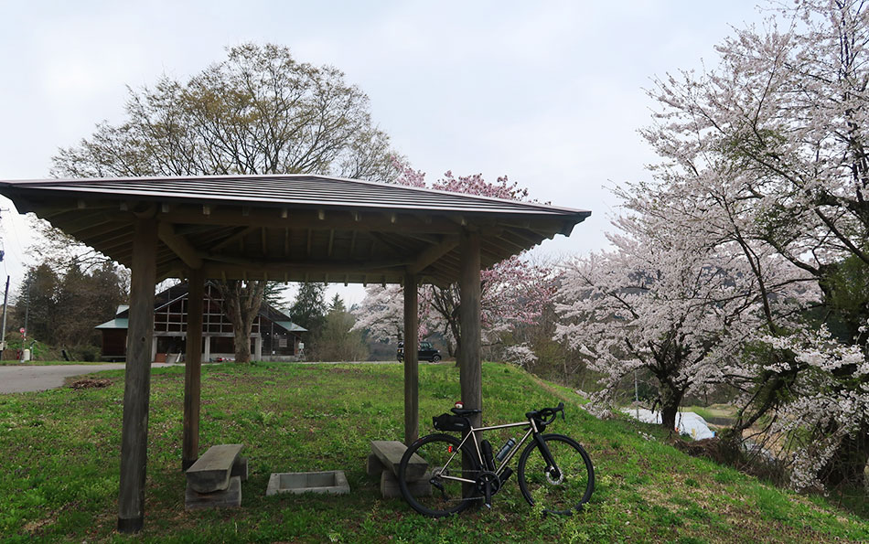 北塩原活性化センターの桜