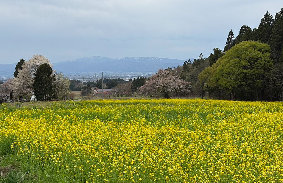 雄国パノラマライン,赤城八幡神社の桜,菜の花
